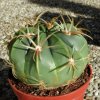 ferocactus_macrodiscus_1